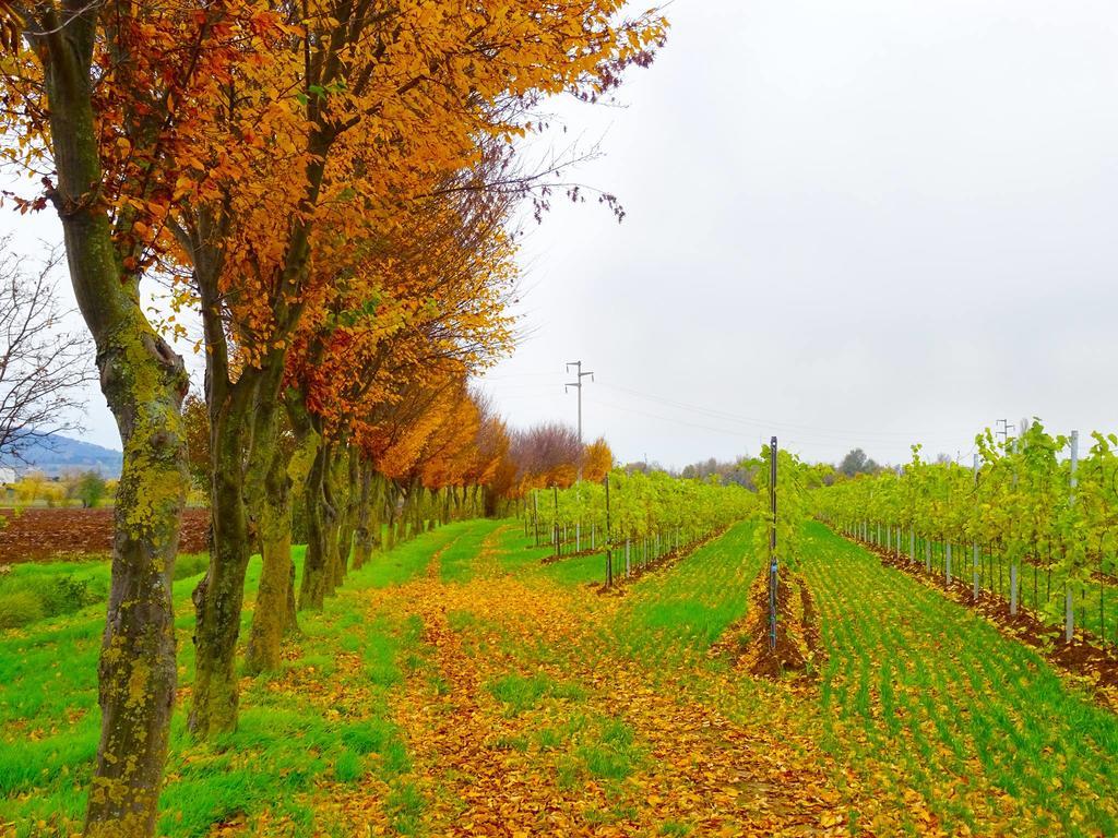 Agriturismo Paradiso Sarego Екстер'єр фото